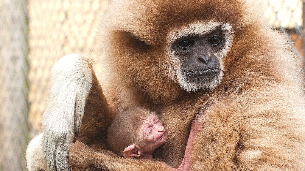 Odsherred Zoo Rescue | Zoologisk have | Dyrepark | Asnæs | Odsherred