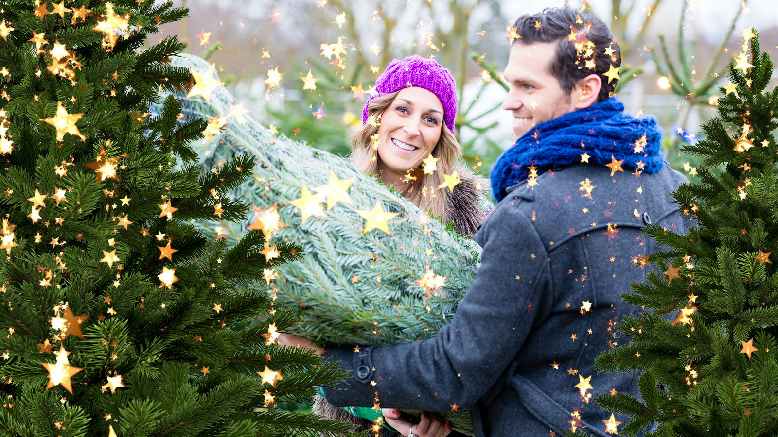 Fæld selv juletræet | Odsherred | Sjælland | Danmark