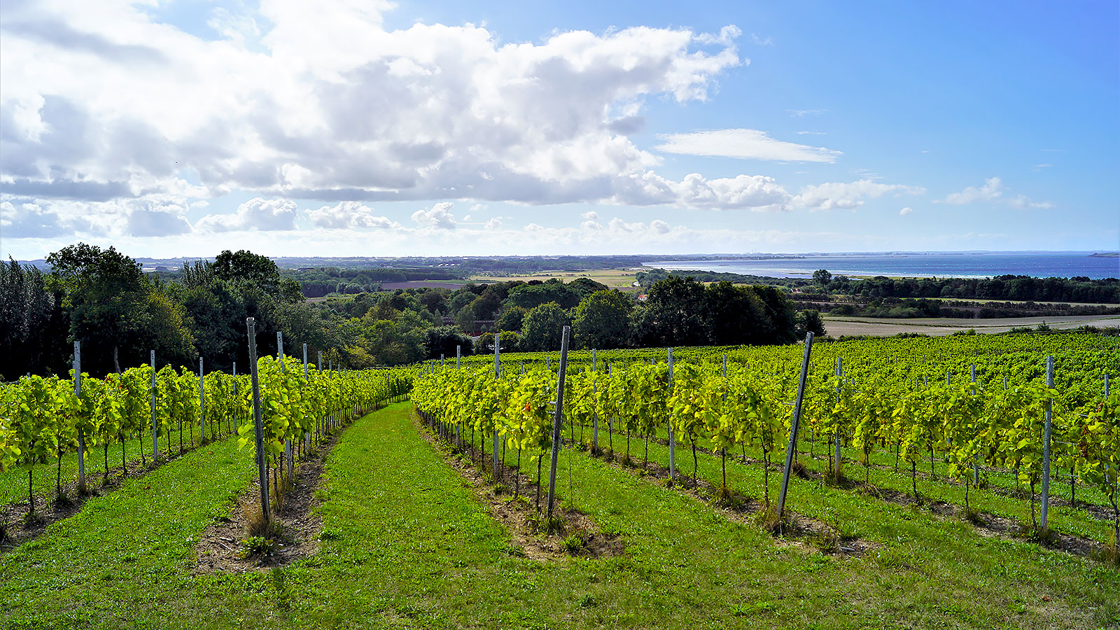 Vingårde | Vinproduktion | Vinmarker | Odsherred | Sjælland | Danmark